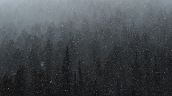 Forest Mountain Snow Wallpaper