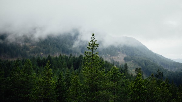 Forest Mountains Fog Wallpaper
