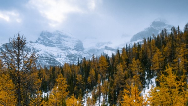 Forest Mountains Landscape Image Wallpaper