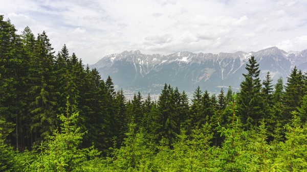 Forest Mountains Landscape Wallpaper