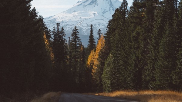 Forest Mountains Road Wallpaper