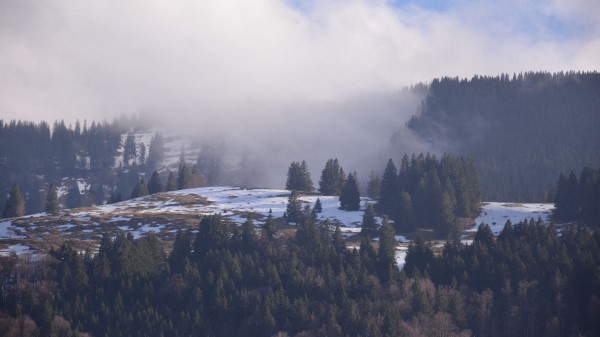 Forest Mountains Snow Fog Wallpaper