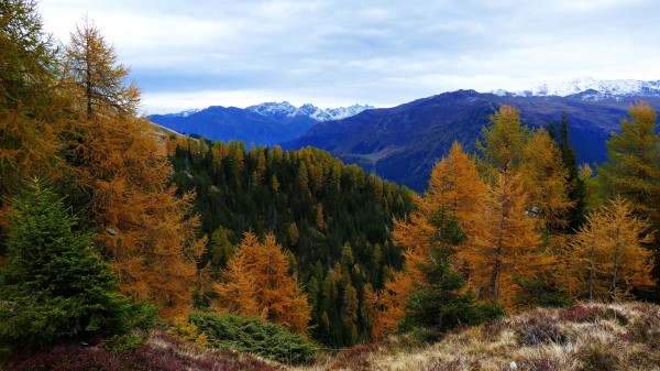 Forest Mountains Trees Autumn Wallpaper