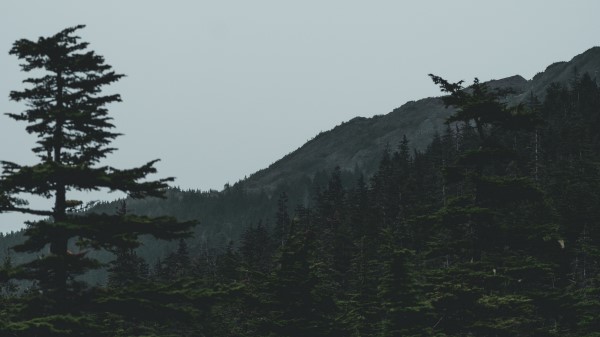 Forest Mountains Trees Image Wallpaper