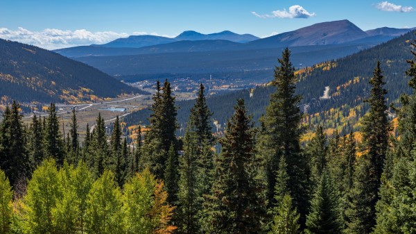 Forest Mountains Trees Picture Wallpaper