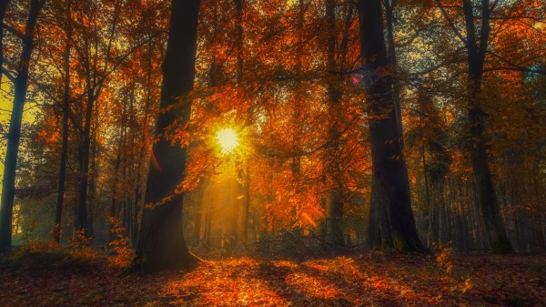 Forest Nature Sunlight Wallpaper Wallpaper