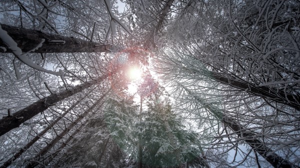 Forest Nature Winter Ultra Hd Wallpaper Wallpaper