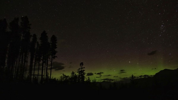 Forest Night Stars Wallpaper