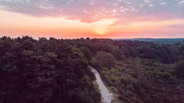 Forest Path Aerial View Wallpaper