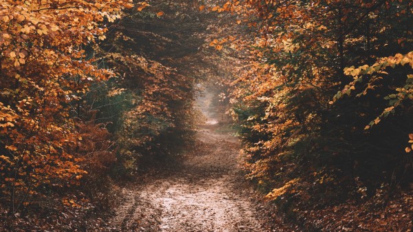 Forest Path Autumn Image wallpaper