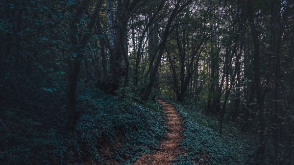 Forest Path Autumn Wallpaper