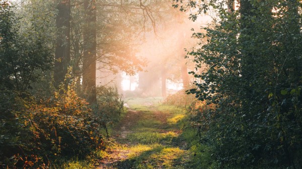 Forest Path Branches Wallpaper