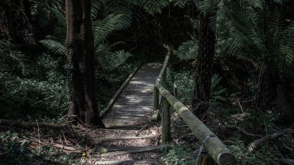 Forest Path Bridge Wallpaper