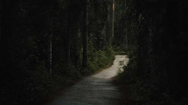 Forest Path Dark Wallpaper