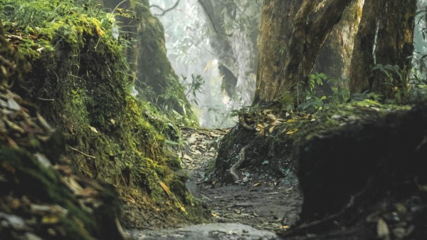 Forest Path Ditch Wallpaper