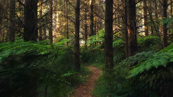 Forest Path Fern Wallpaper