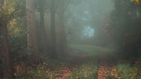Forest Path Fog Img Wallpaper