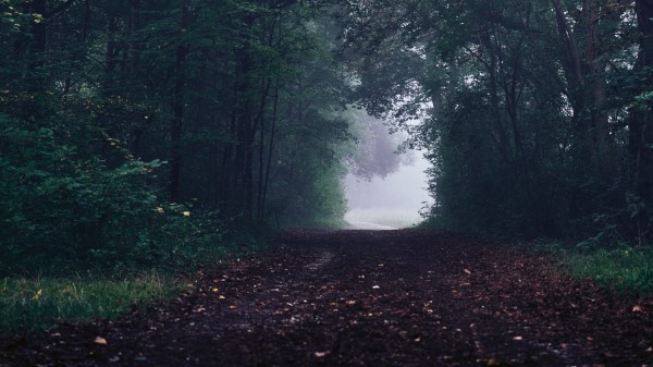 Forest Path Fog Nature Wallpaper