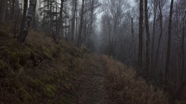 Forest Path Fog Pic Wallpaper