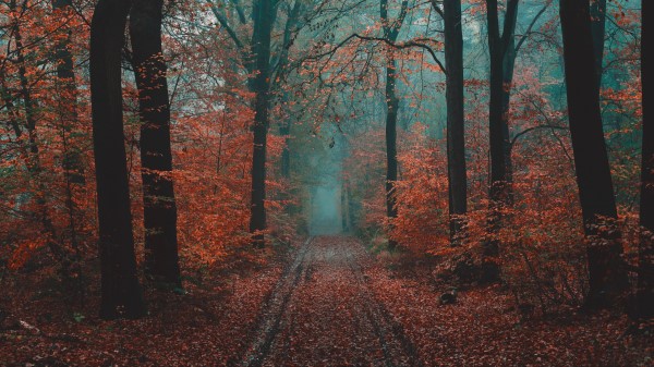 Forest Path Fog Picture Wallpaper