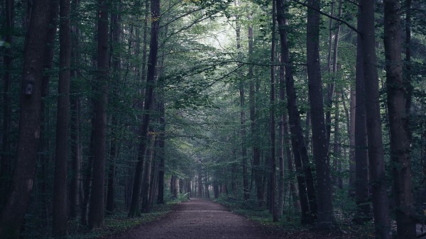 Forest Path Fog Wallpaper