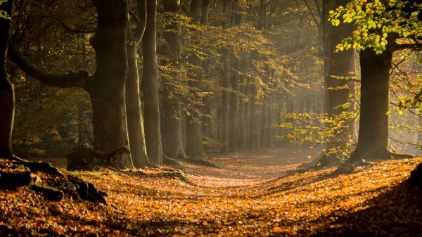 Forest Path Foliage Wallpaper