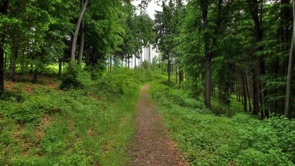Forest Path Landscape Wallpaper Wallpaper