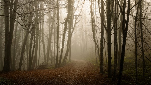 Forest Path Leaves Wallpaper