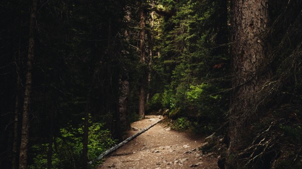 Forest Path Spruce Wallpaper