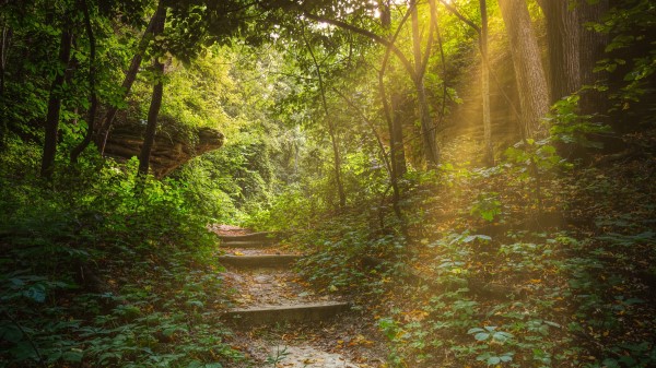 Forest Path Stairs Wallpaper