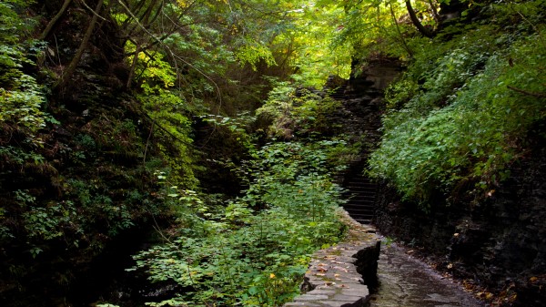 Forest Path Steps Nature Wallpaper Wallpaper