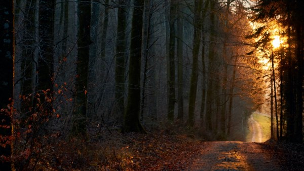 Forest Path Sun Wallpaper