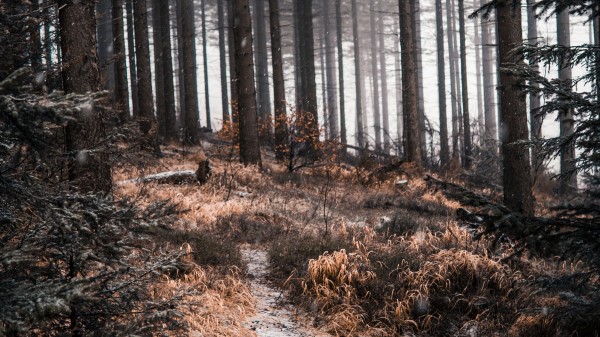 Forest Path Trees Ia Wallpaper
