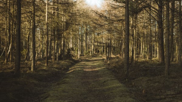 Forest Path Trees Im Wallpaper