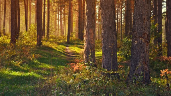 Forest Path Trees Image Wallpaper