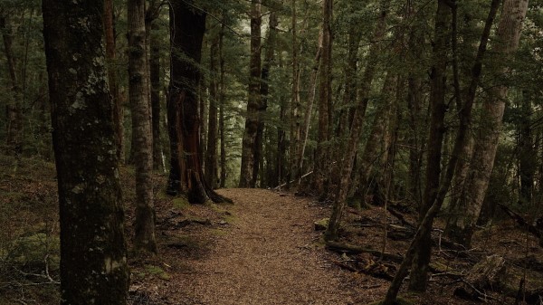 Forest Path Trees Img Wallpaper
