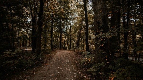 Forest Path Trees Pc Wallpaper