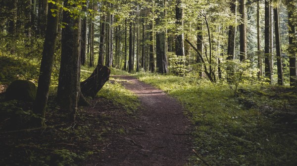 Forest Path Trees Ph Wallpaper