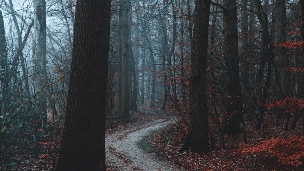 Forest Path Trees Pi Wallpaper