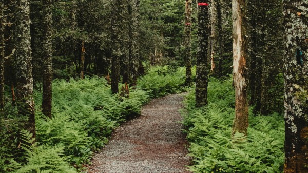 Forest Path Trees Pic Wallpaper