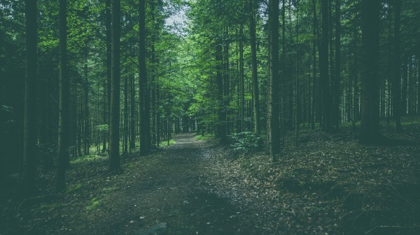 Forest Path Trees Picture Wallpaper