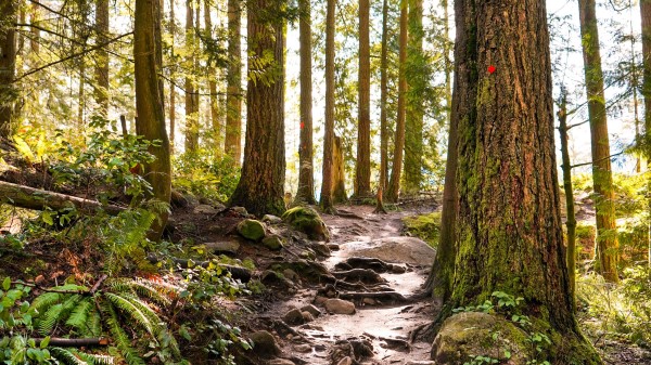 Forest Path Trees Po Wallpaper