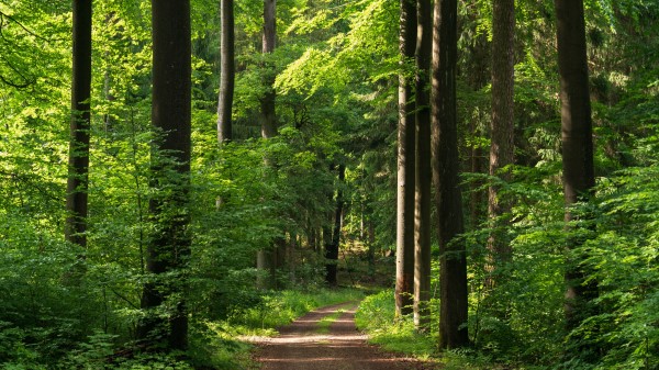 Forest Path Trees Wa Wallpaper