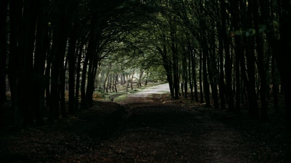 Forest Path Tunnel Wallpaper