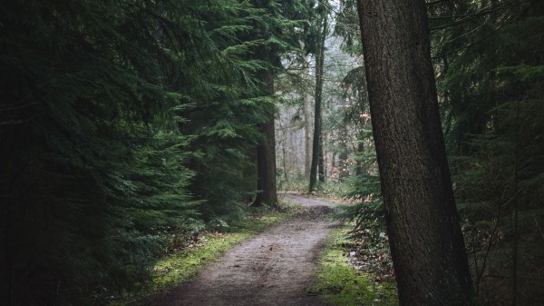 Forest Pathway Trees Wallpaper