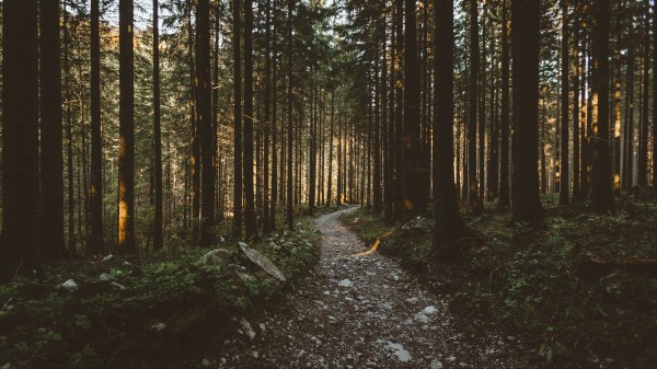 Forest Pathway Trees Sunlight Wallpaper