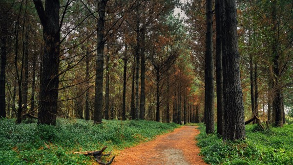 Forest Pine Path Image wallpaper