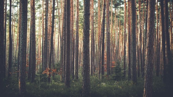 Forest Pine Trees Grass Wallpaper