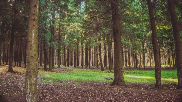 Forest Pine Trees Wallpaper