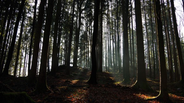 Forest Ray Trees Wallpaper